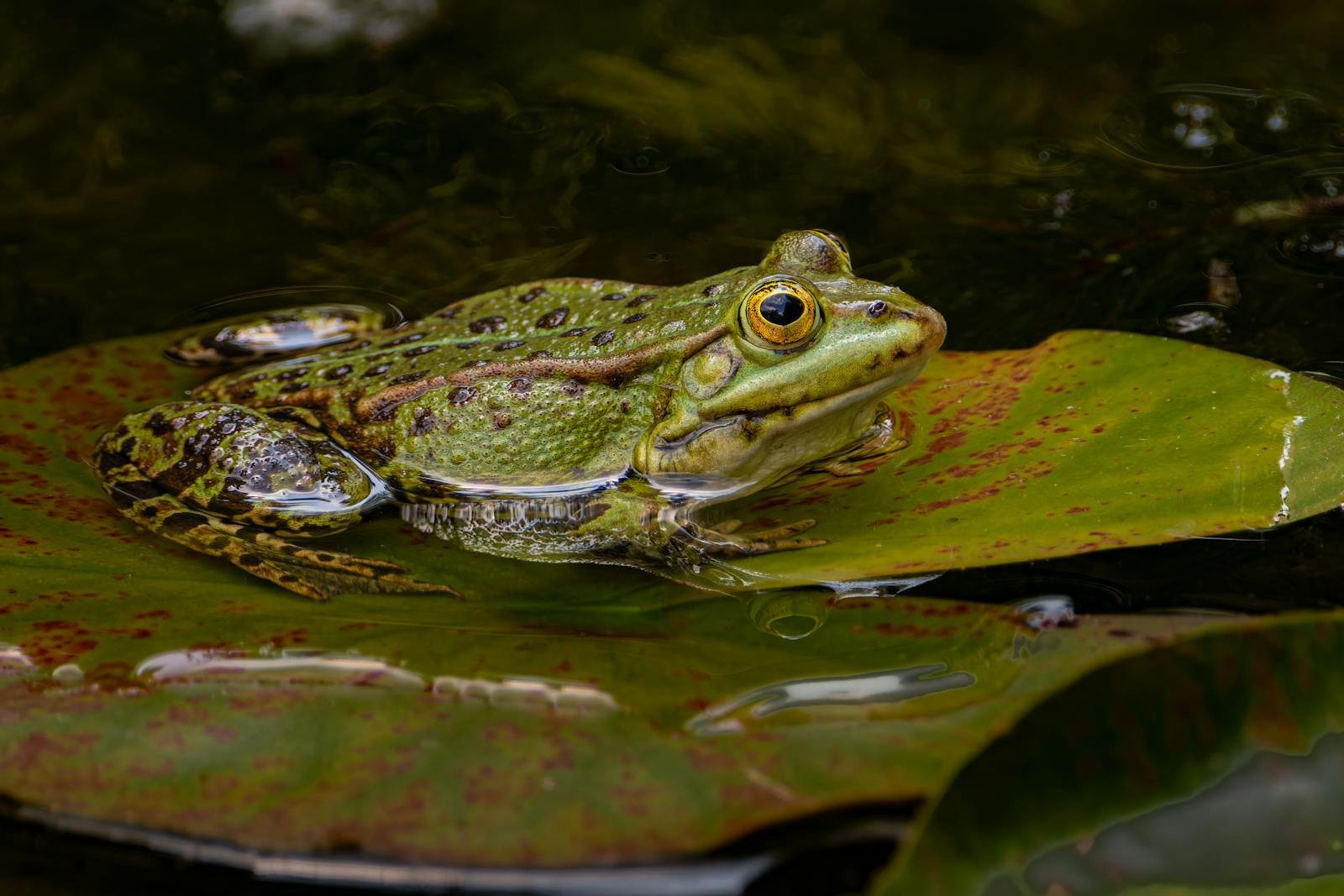 Free stock photo of amphibian species, animal, biodiversity